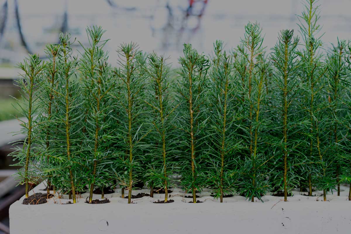 Western Forest Products Sustainability lumber