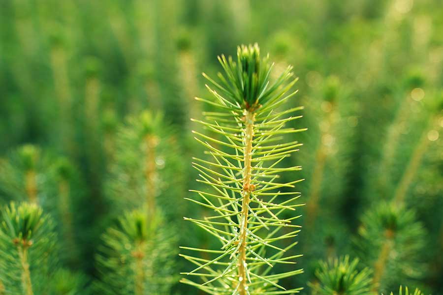 Western Forest Products Sustainability BC