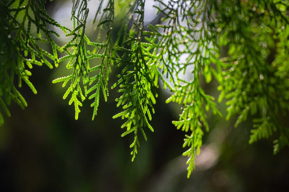 Western Forest Products Sustainability knotty