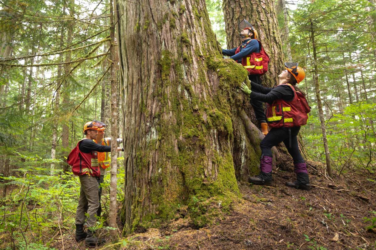 Western forest products indigenous cedar