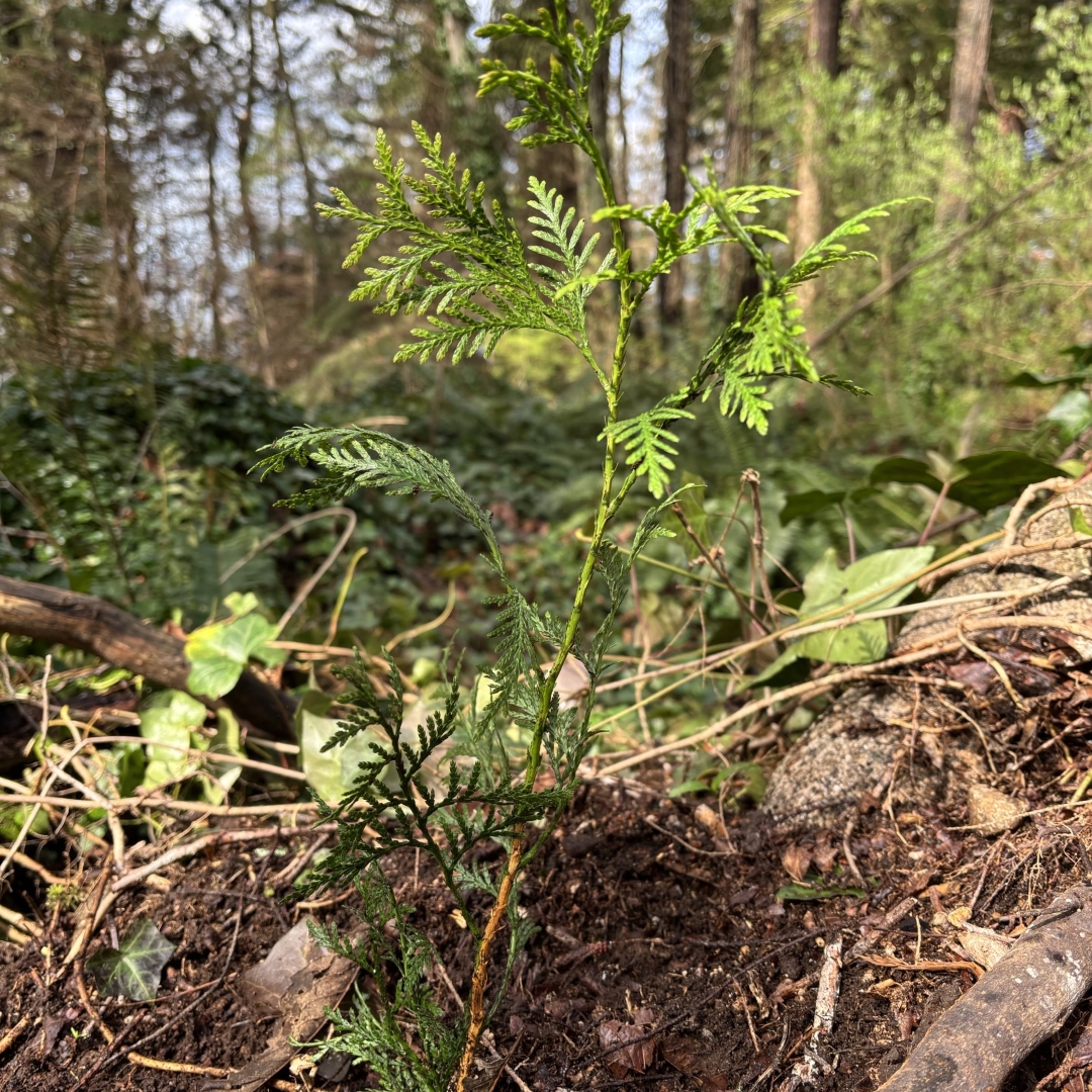 Western Teams up with Stanley Park for Tree Planting Initiative