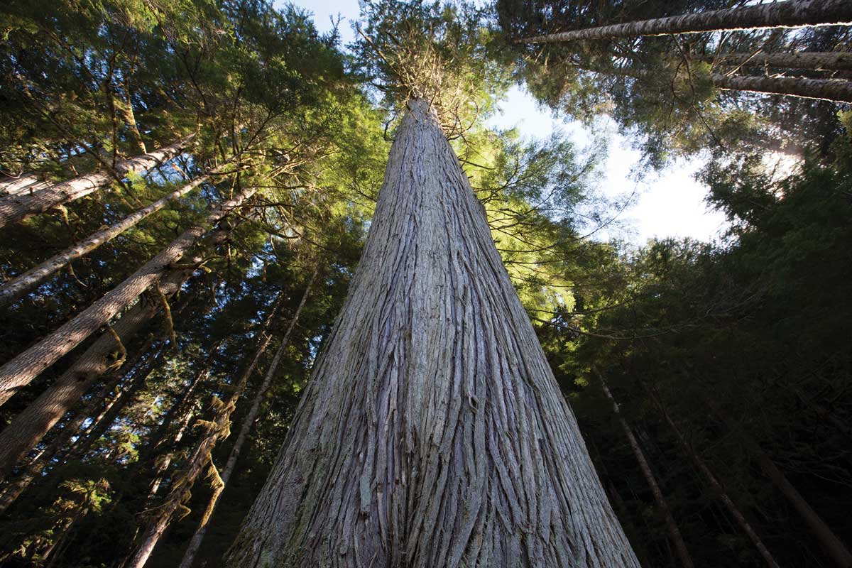 Western Forest Products Sustainability tree