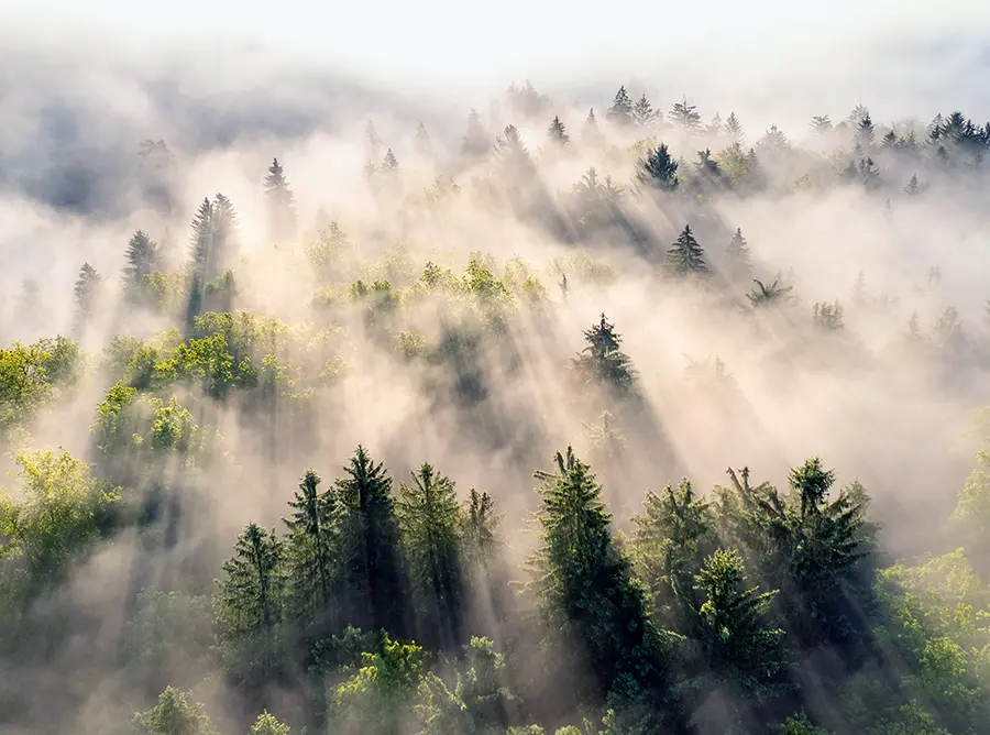 Sustainability western forest products