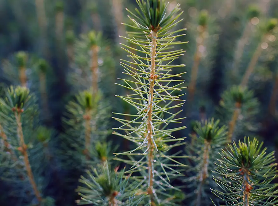 Western forest sustainability