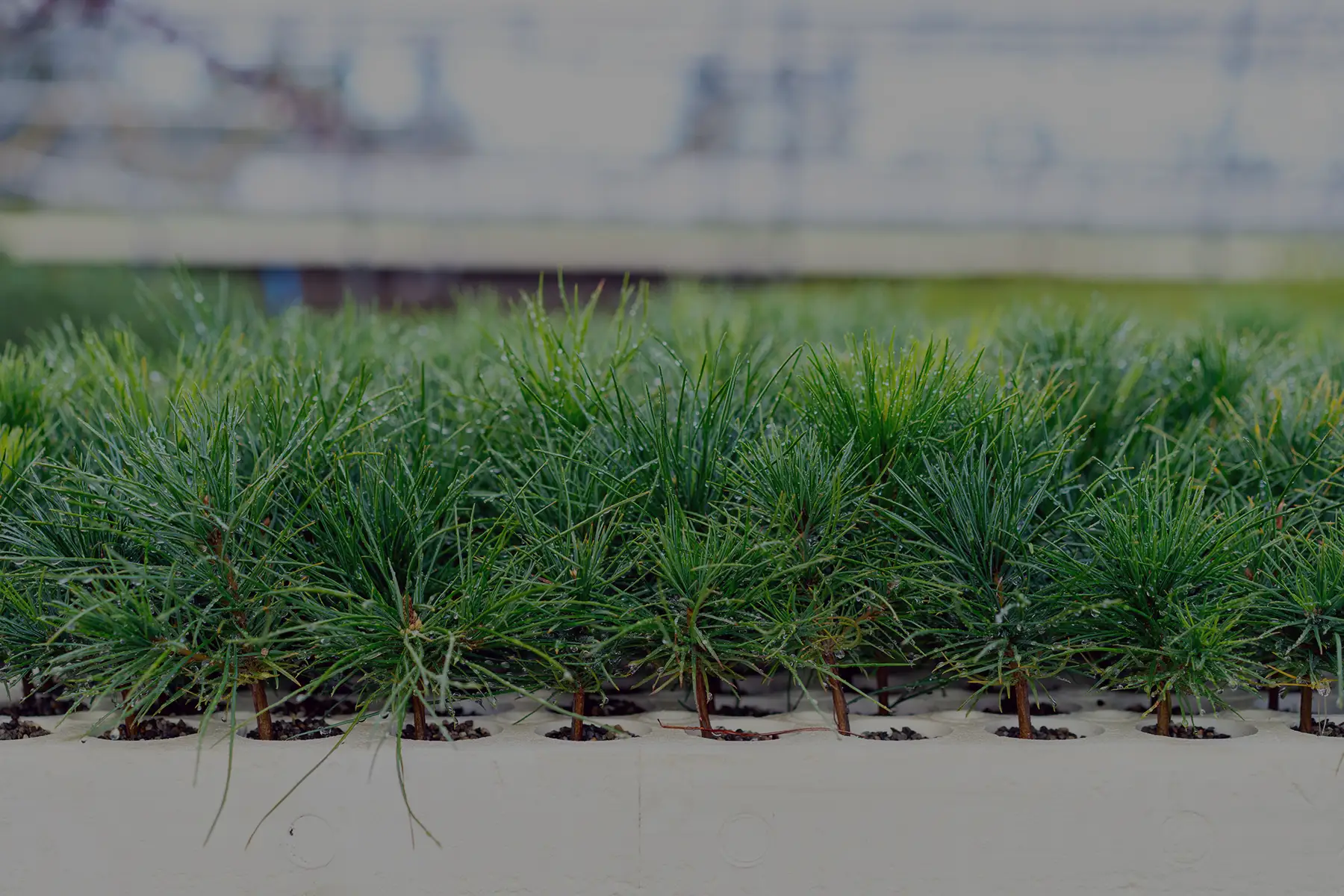 Exterior Appearance western forest products sustainability