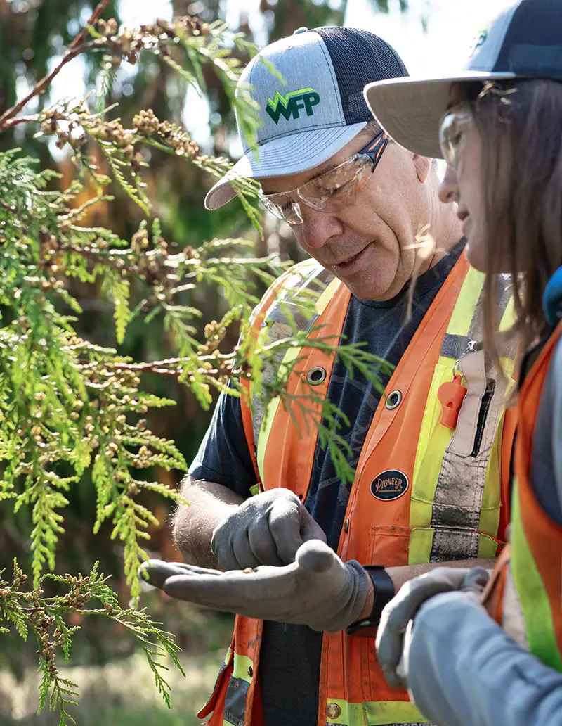Western forest forestry careers