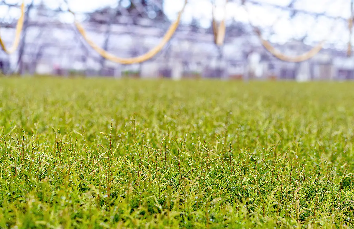 careers at western forest products