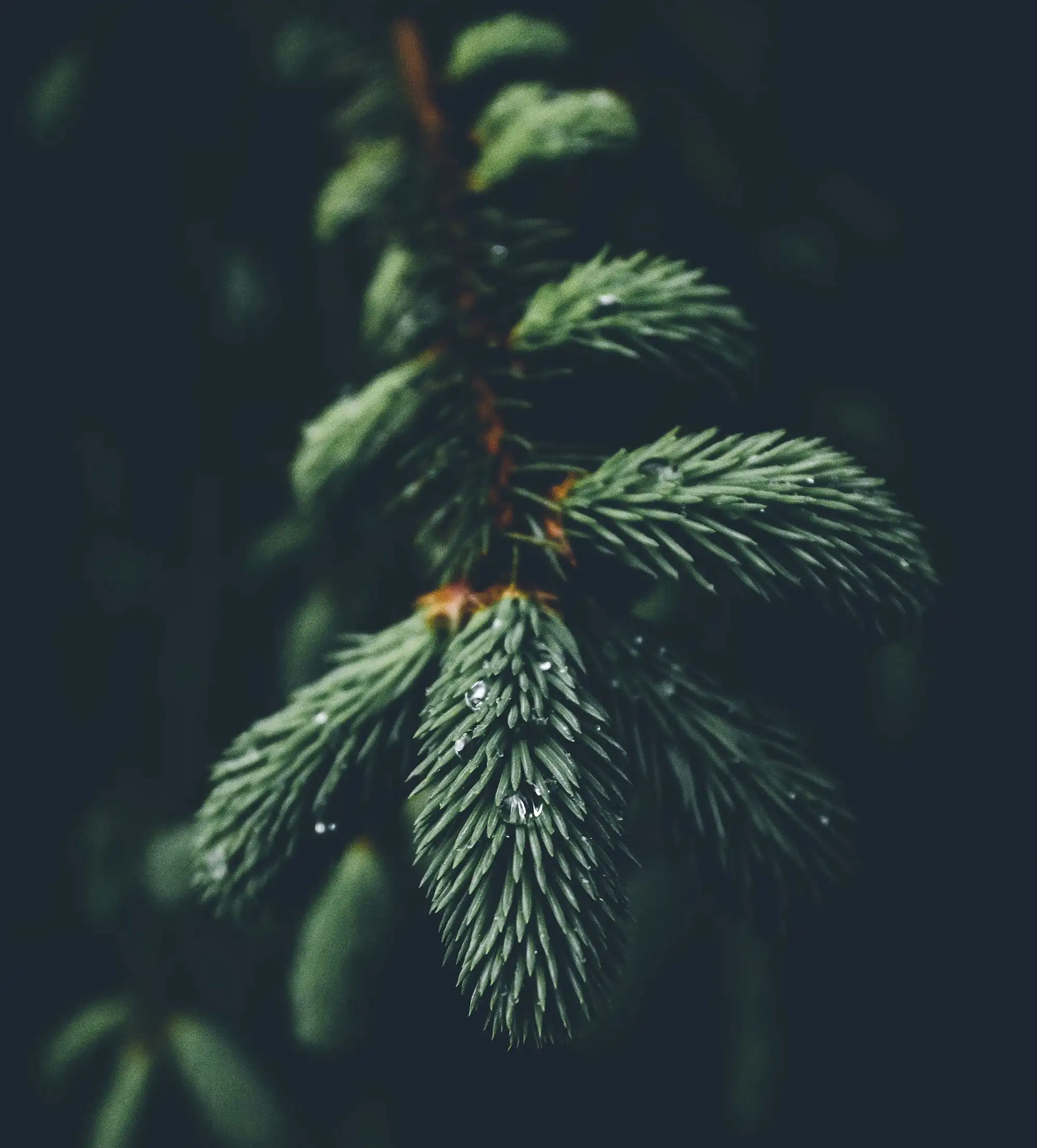 Western forest sustainability