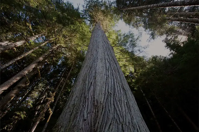 Exterior Appearance navigation image